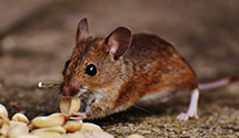 24 Hour & Emergency Exterminators in Whitetop, VA